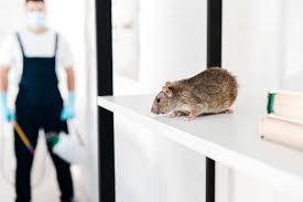 شركة مكافحة الفئران بالرياض -الفئران-3