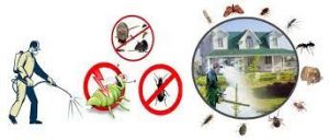 شركة مكافحة حشرات بالرياض شركة-مكافحة-حشرات-بالرياض1-300x128
